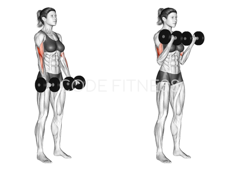 Dumbbell Standing Curl
