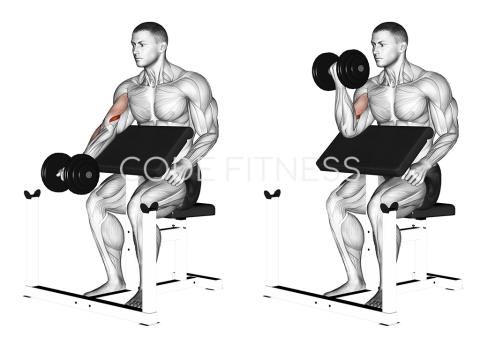 Dumbbell Preacher Curl