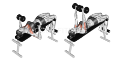 Dumbbell Decline Press
