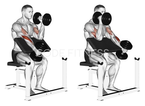 Dumbbell Alternate Hammer Preacher Curl