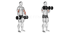 Dumbbell Reverse Curl