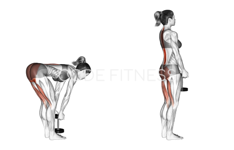 Dumbbell Stiff Leg Deadlift