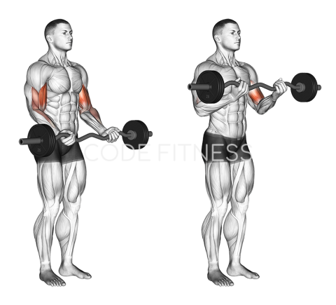 EZ-Bar Curl