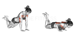 Close grip Push up (on knees)