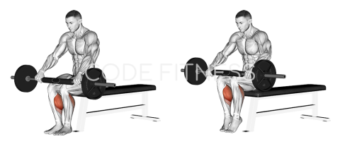 Barbell Seated Calf Raise