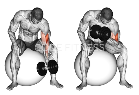 Dumbbell One Arm Concetration Curl (on stability ball)