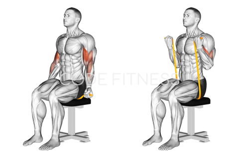 Resistance Band Seated Biceps Curl